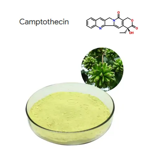 Haute pureté 98% Camptothecine Plant Extract Powder Cas 7689-03-4