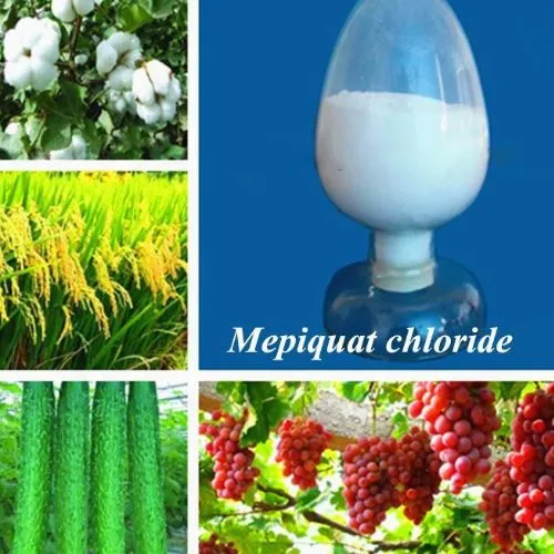 Retard de croissance de la plante Mepiquat chlorure (PX) Powder Cas 24307-26-4